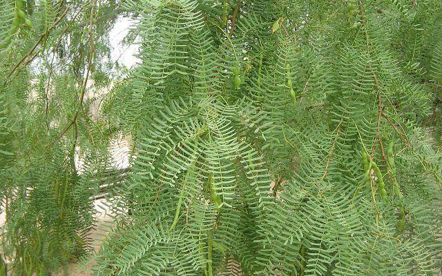 Honey Mesquite reference
