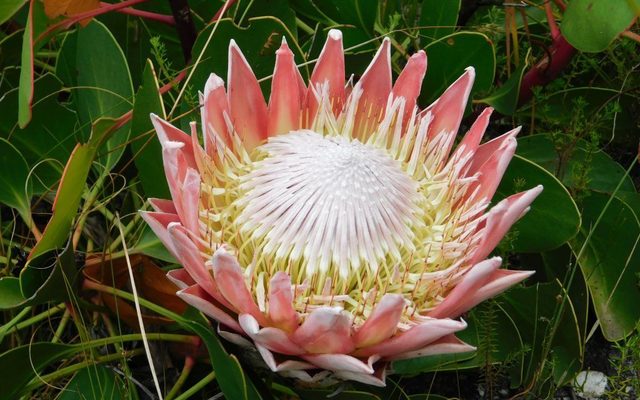 King Protea reference