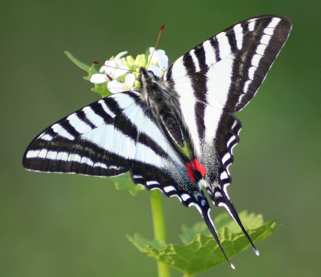 Zebra Swallowtail reference