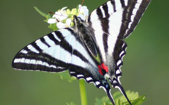 Zebra Swallowtail reference