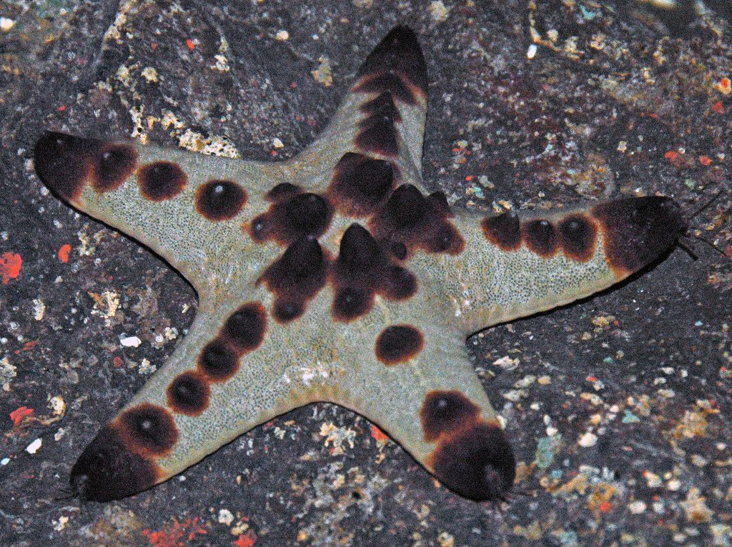 Chocolate Chip Sea Star reference