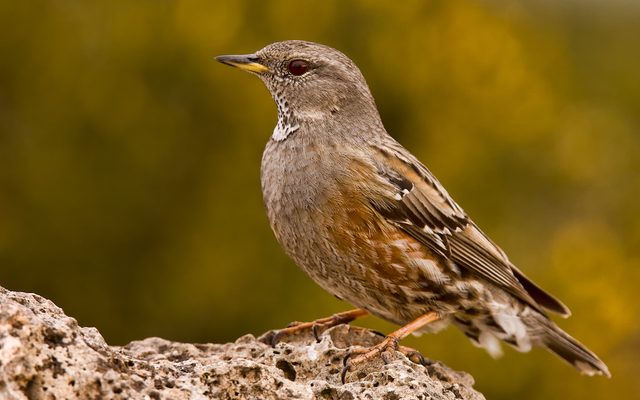 Alpine Accentor reference