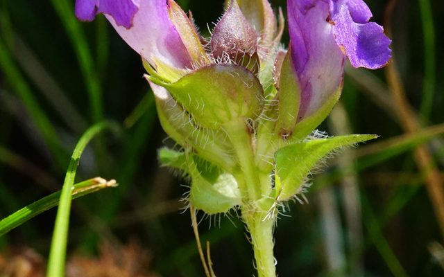 Large-Flowered Self-Heal reference