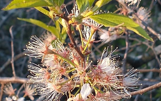American Plum reference