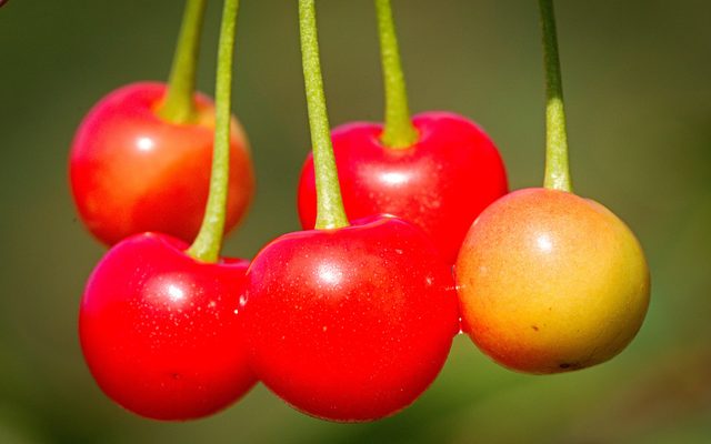 Sweet Cherry reference