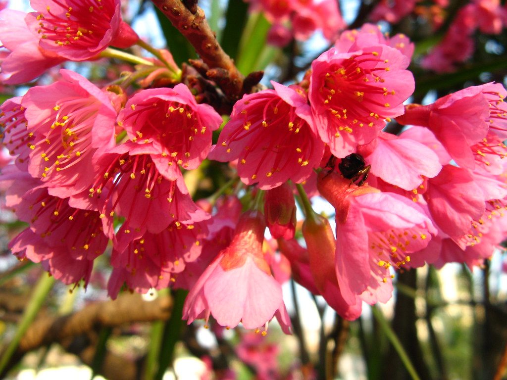 Taiwan Cherry reference