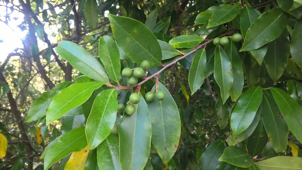 Carolina laurelcherry reference
