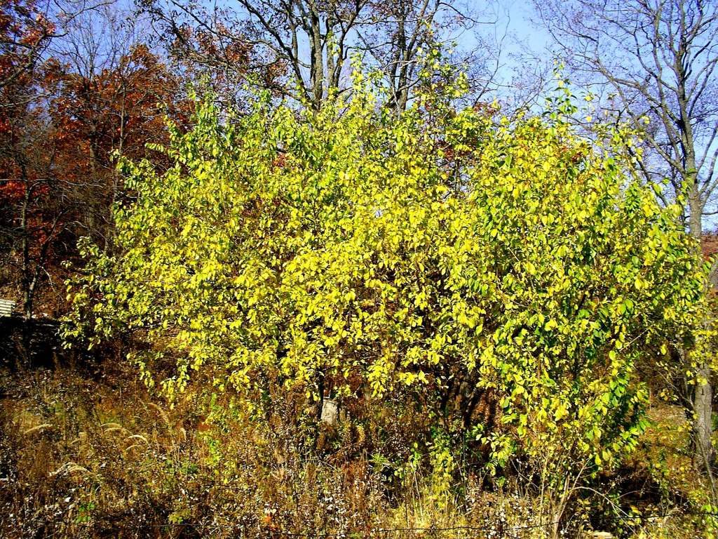 Prunus cerasifera reference