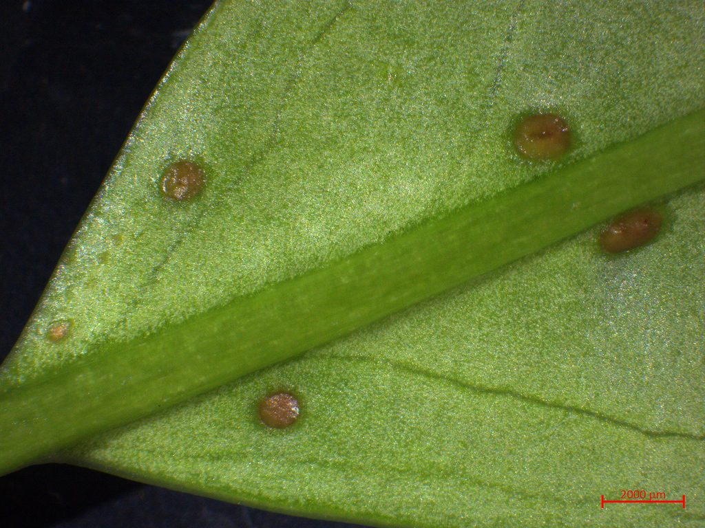 Cherry laurel reference