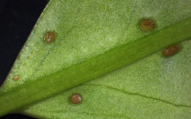 Cherry Laurel reference
