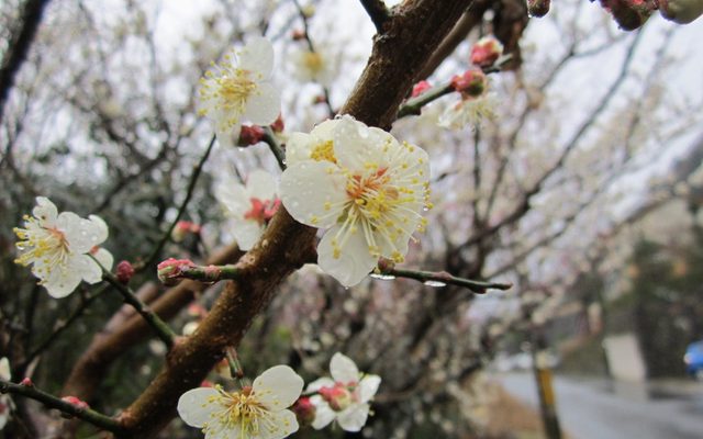 Japanese Apricot reference