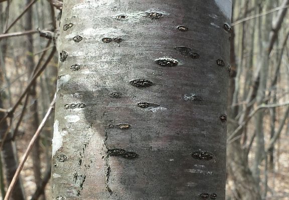 Pin Cherry reference