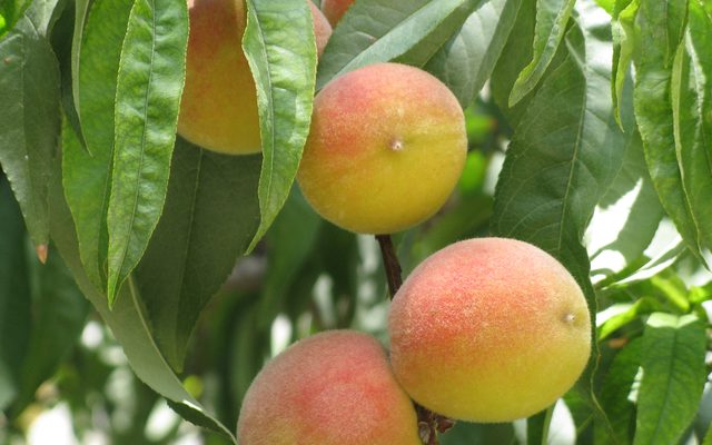 Peach reference