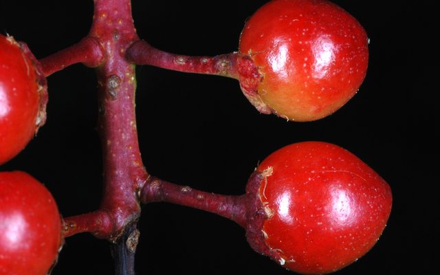 Black Cherry reference