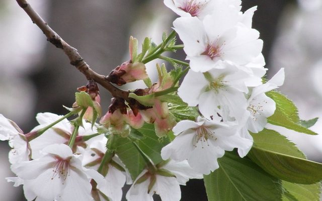 Japanese Flowering Cherry reference