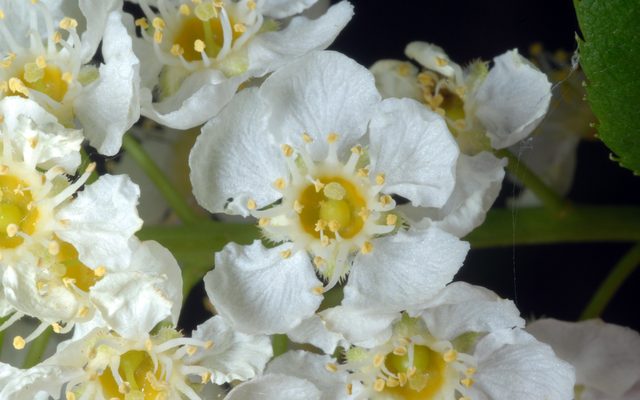 Chokecherry reference