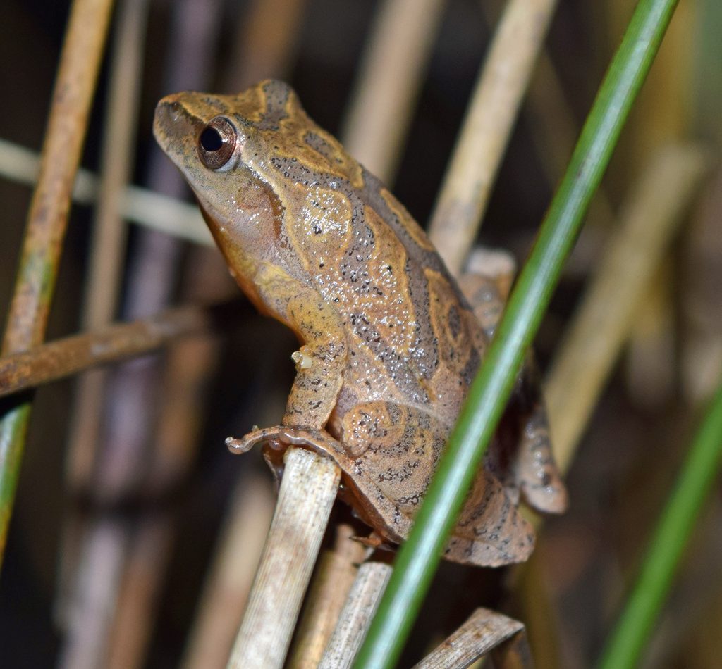 Spring Peeper reference