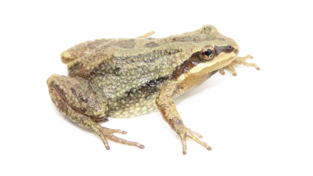 Boreal Chorus Frog reference