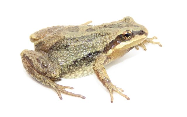 Boreal Chorus Frog reference