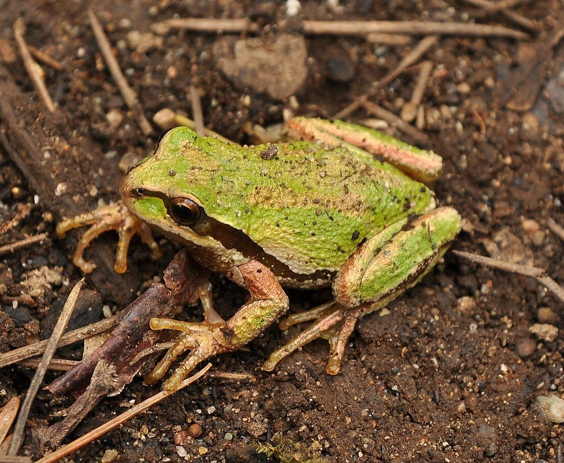 Pacific chorus frog reference