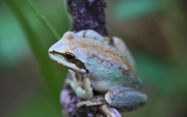 Sierran Chorus Frog reference