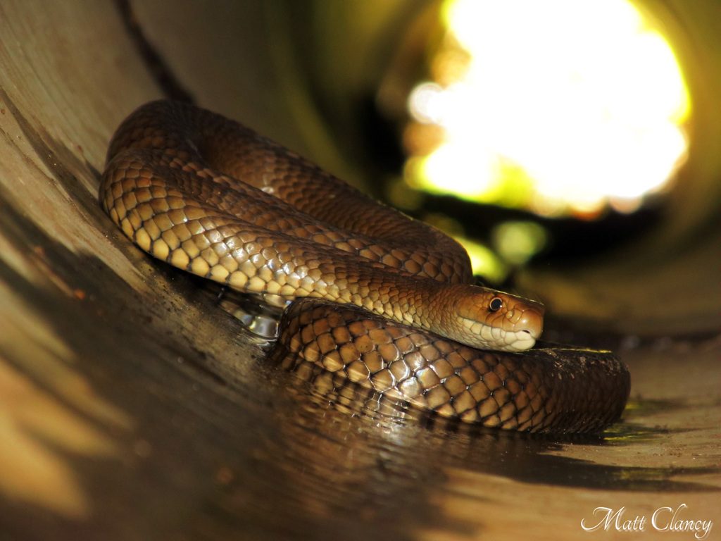 Eastern Brown Snake reference
