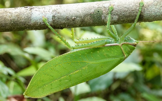 Giant False Leaf Katydid reference