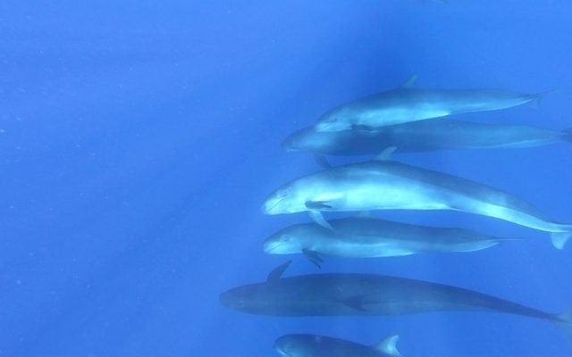 False Killer Whale reference