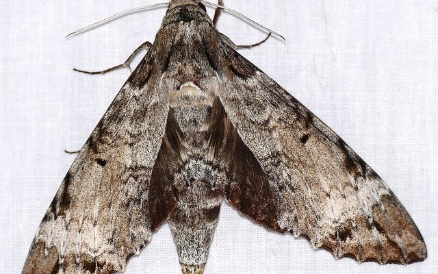 Tetrio Sphinx Moth reference