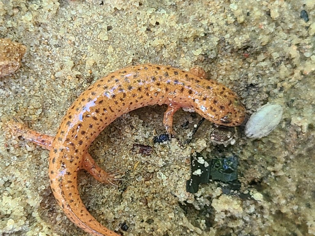 Northern Red Salamander reference