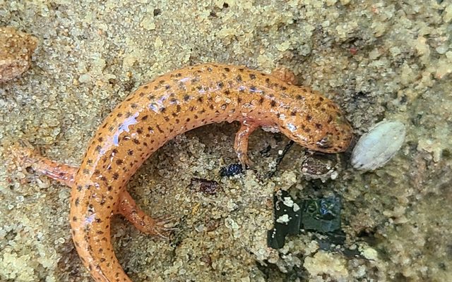 Red Salamander reference