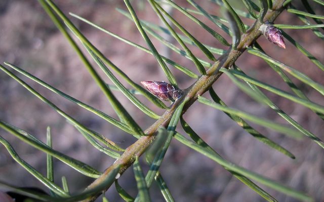 Douglas-fir reference