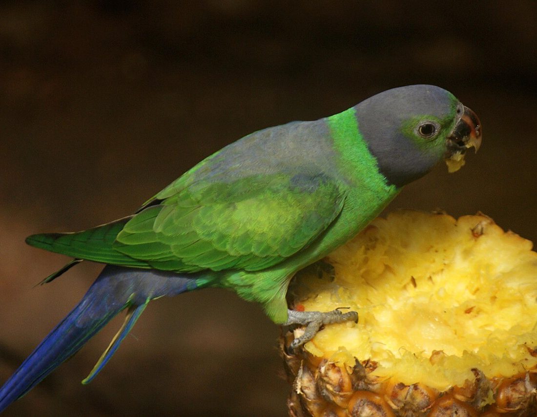 Layard's Parakeet reference