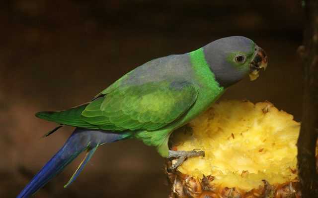 Layard's Parakeet reference