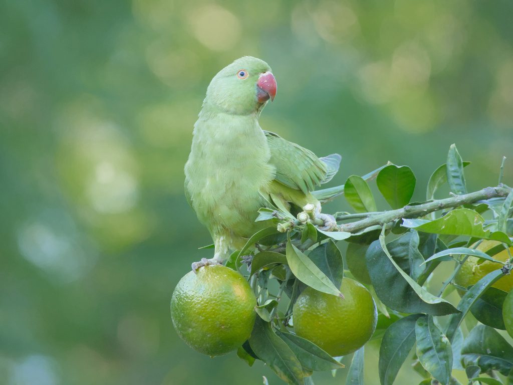 Rose-ringed Parakeet reference