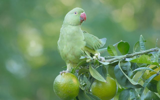 Rose-ringed Parakeet reference
