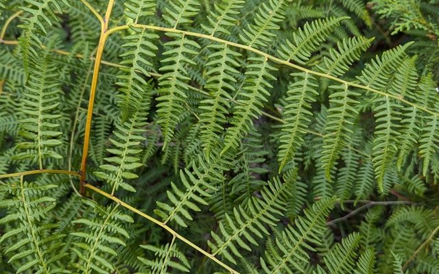 Bracken Fern reference