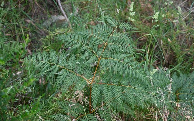 Austral Bracken reference