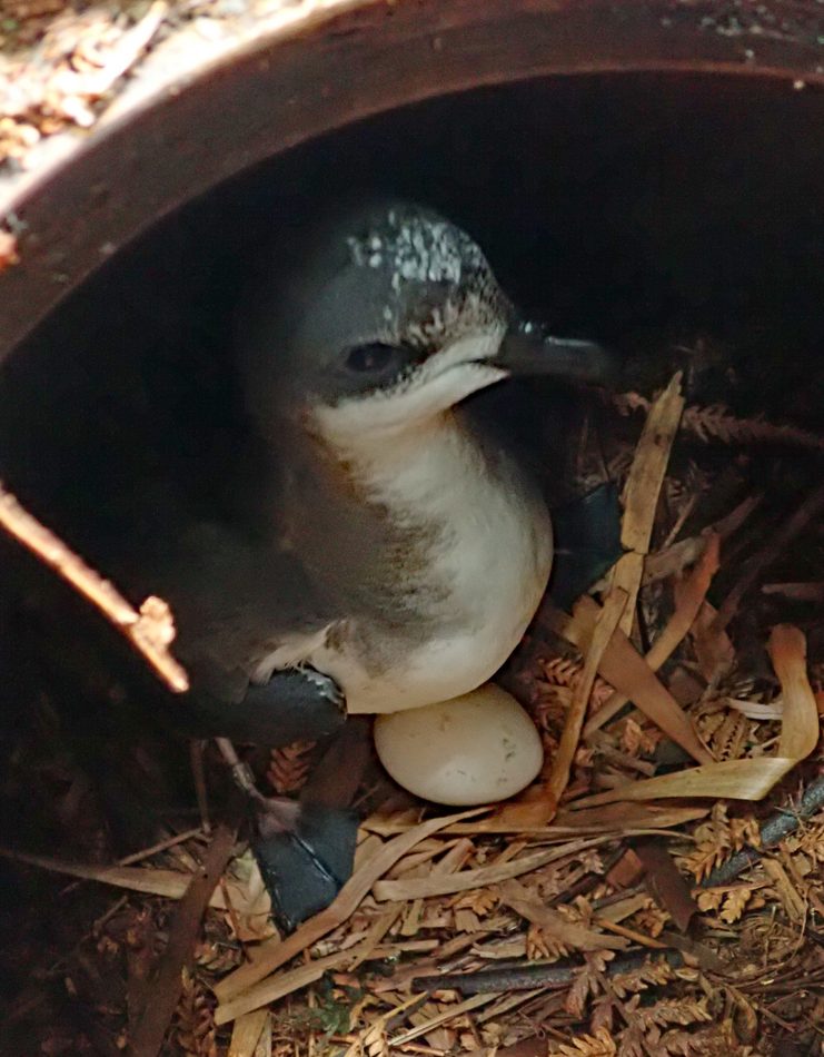 Chatham Petrel reference