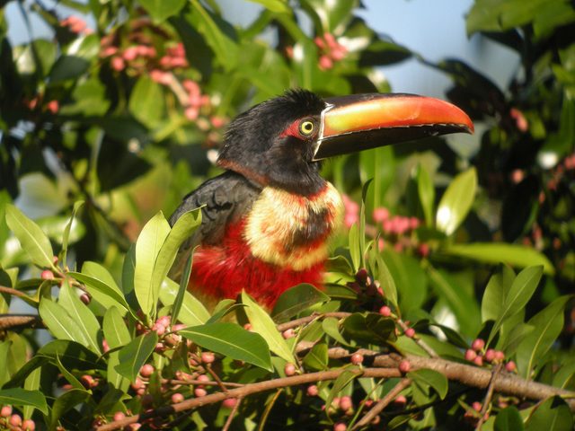 Fiery-billed Aracari reference