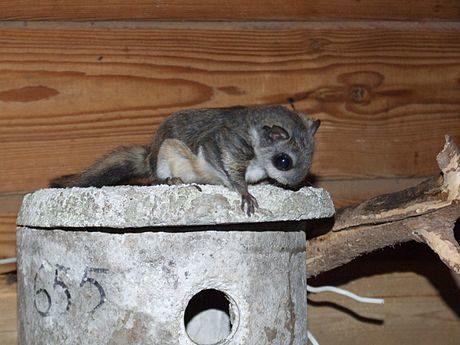 Siberian Flying Squirrel reference