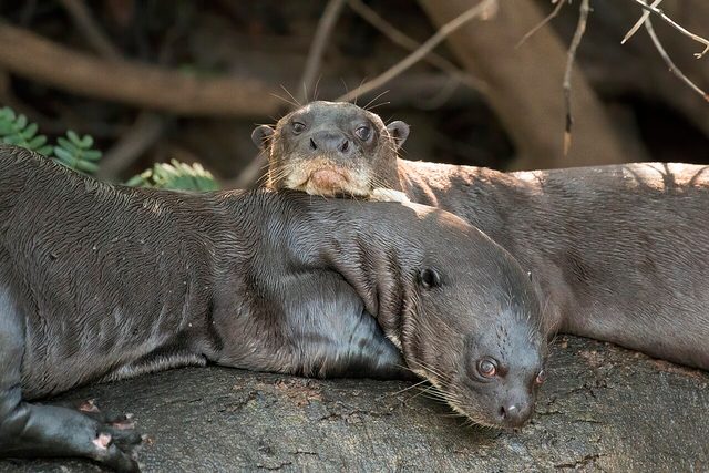 Giant Otter reference