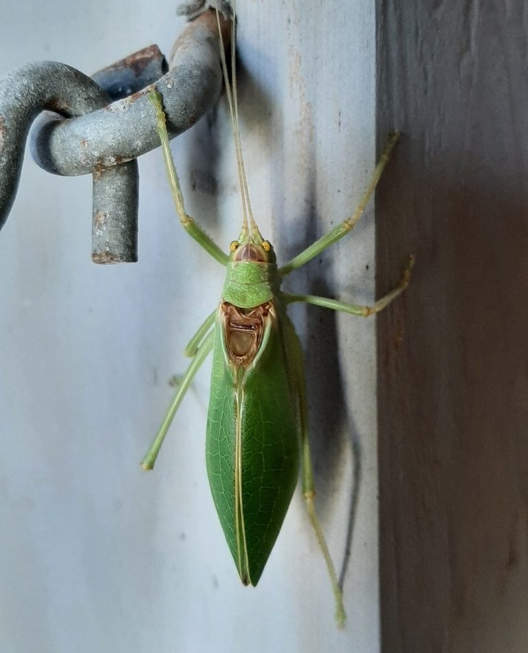 Common True Katydid reference