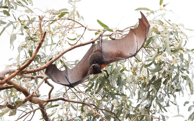 Black Flying Fox reference