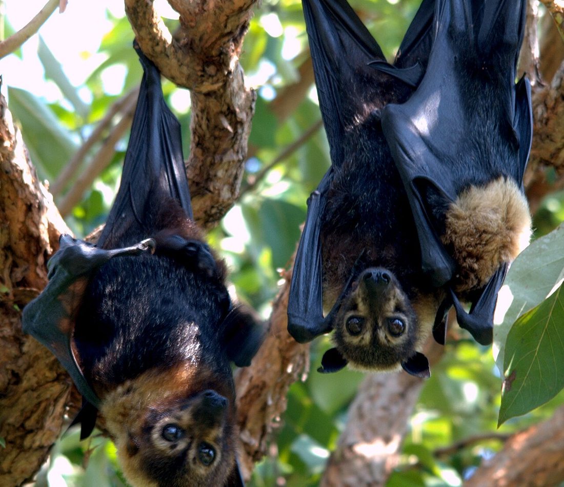 Spectacled Flying Fox reference