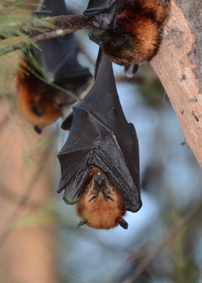 Variable Flying-fox reference