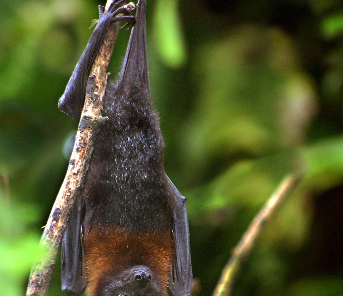 Lyle's Flying-fox reference