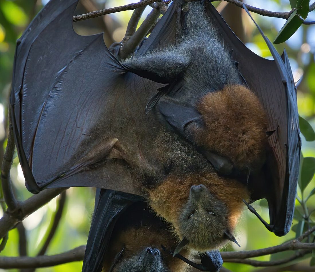 Grey-headed Flying Fox reference