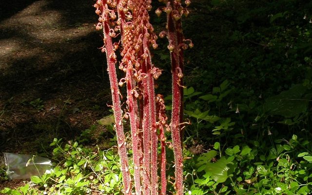 Pinedrops reference