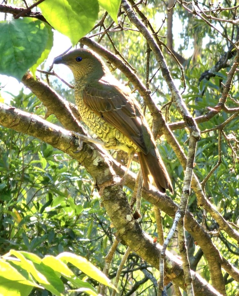 Satin Bowerbird reference